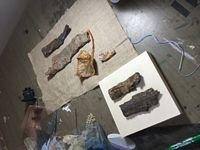 IMG_1764.JPG